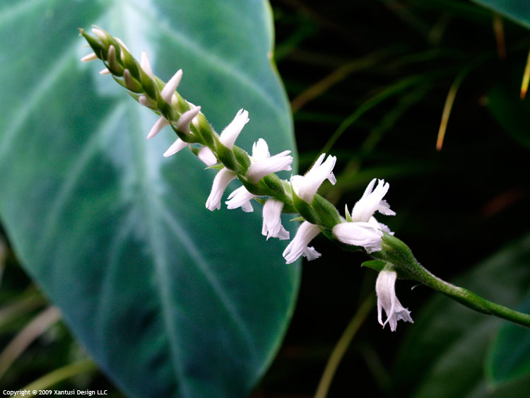 معرفی و راهنمای پرورش گیاهان زینتی فضای باز - اسپیرانتس سرنوآ